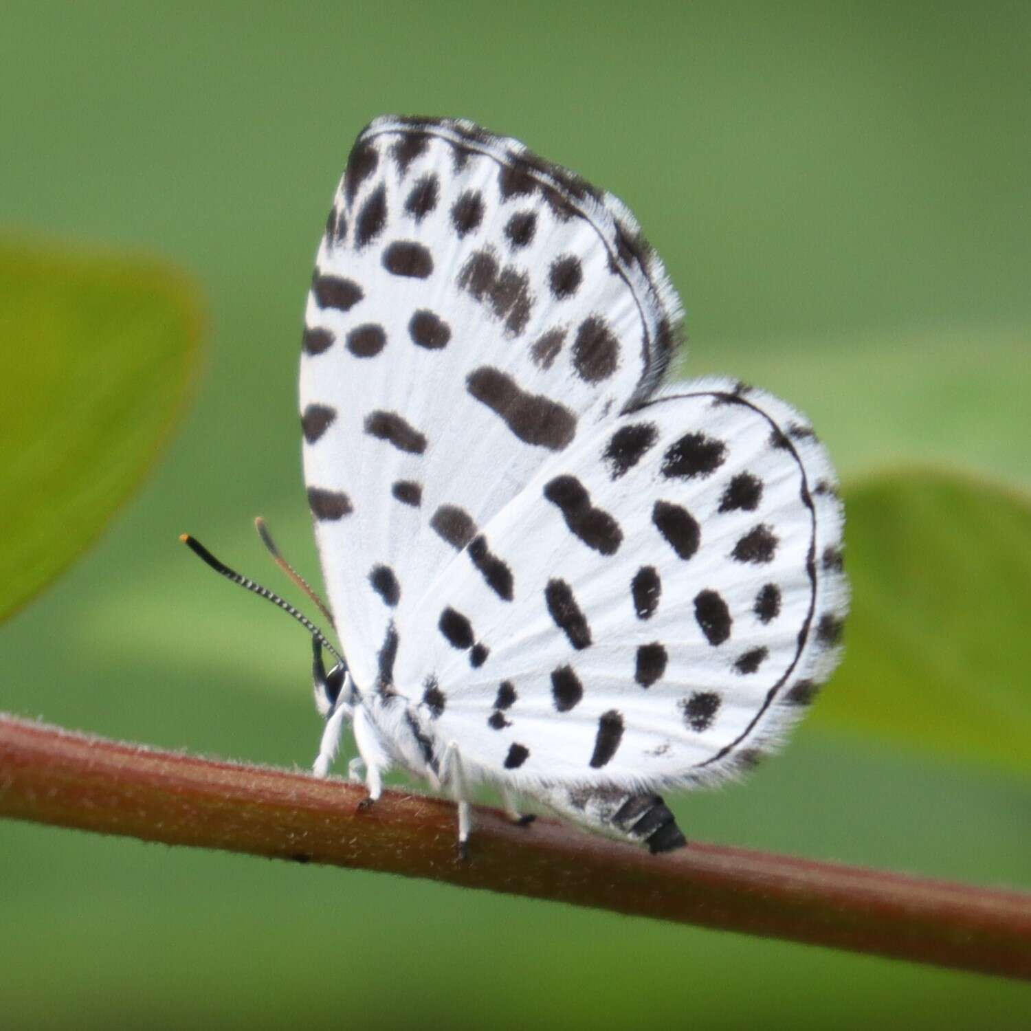 Image of Forest Pierrot