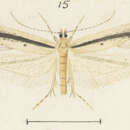 Image of Atomotricha sordida Butler 1877