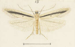 Image of Atomotricha sordida Butler 1877