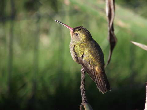 Image of Gilded Hummingbird