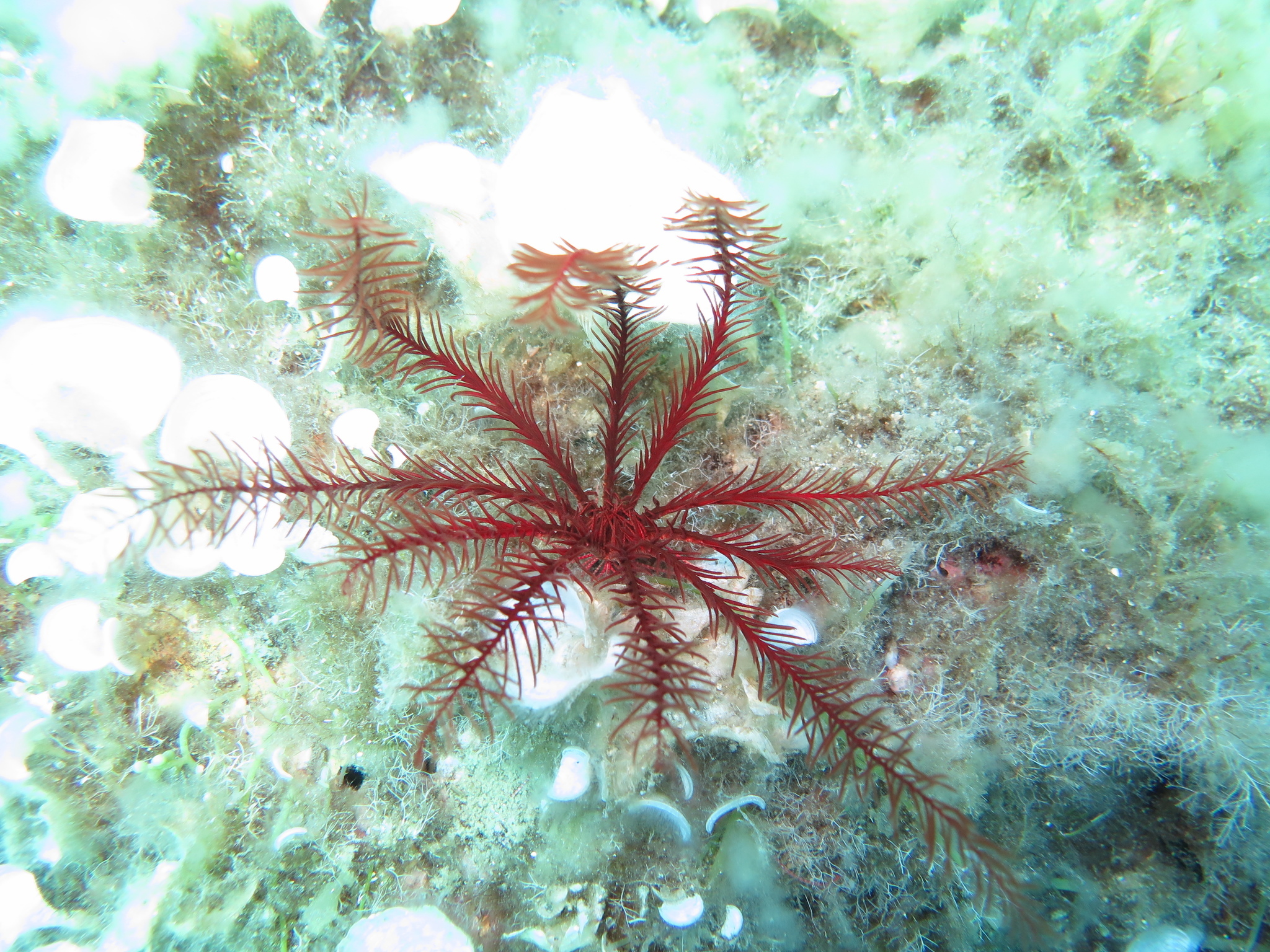 Image of feather star