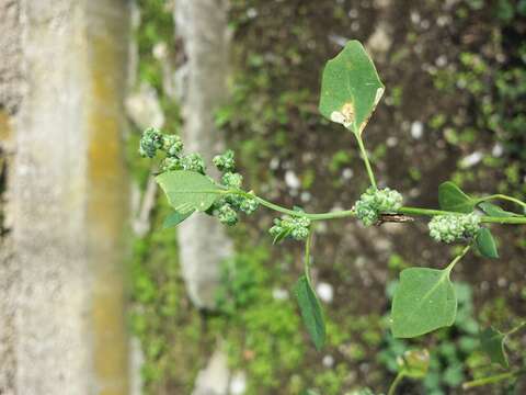 Plancia ëd Chenopodium opulifolium Schrader