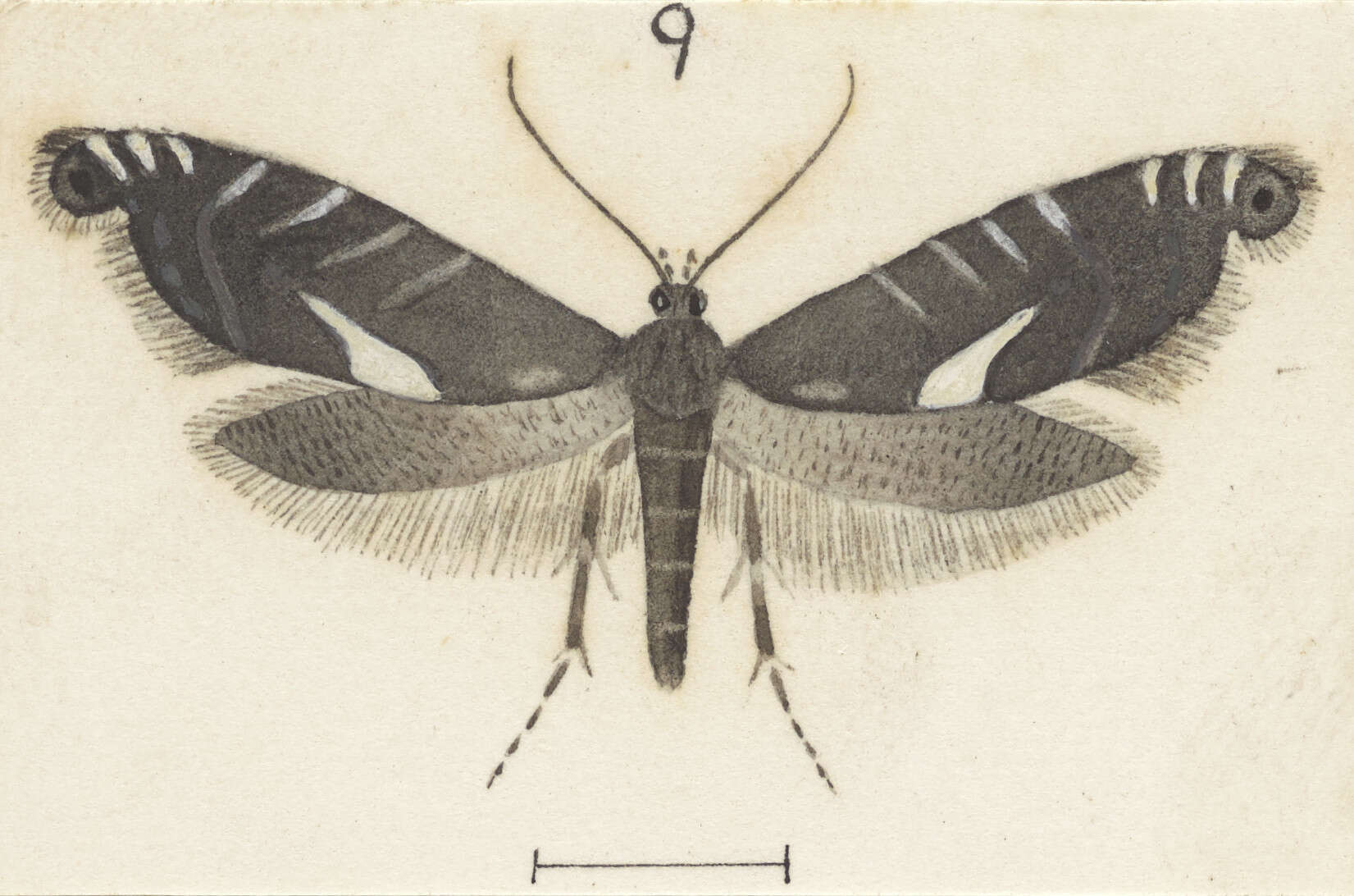 Слика од Glyphipterix leptosema Meyrick 1888