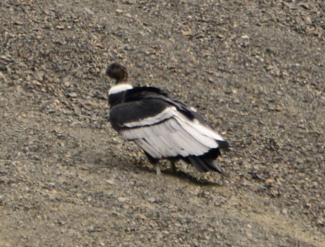 18.https www inaturalist org photos 3219138.580x360