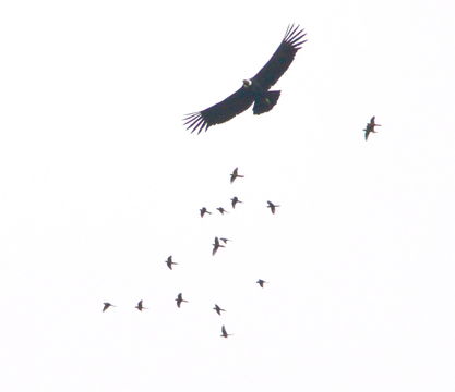 18.https www inaturalist org photos 3219139.580x360
