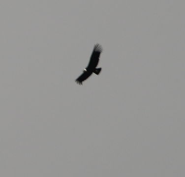 Image of Andean Condor