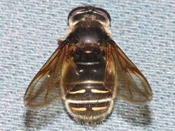 Image of Sericomyia militaris Walker 1849