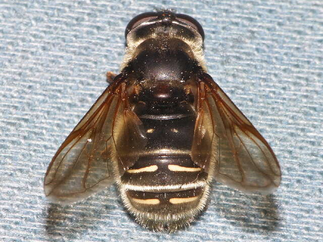 Image of Sericomyia militaris Walker 1849