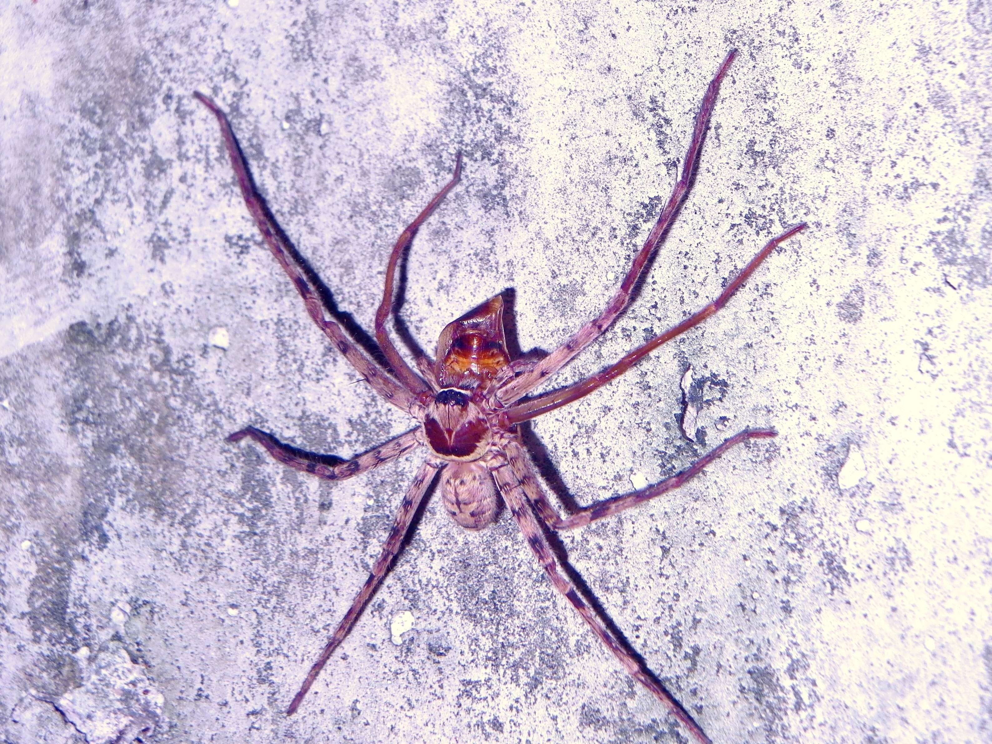 Image of Huntsman spider