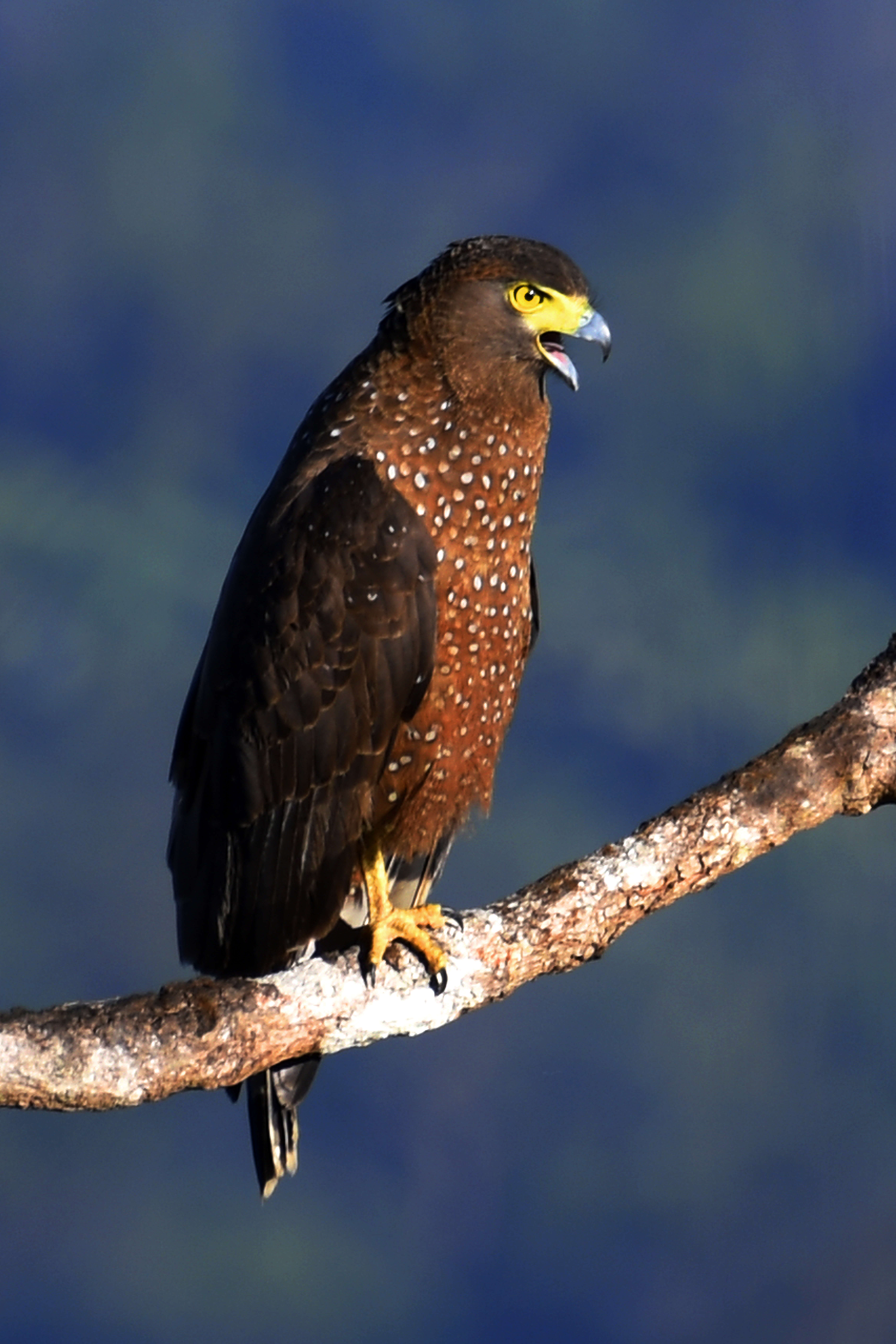 Image of Philippine Serpent Eagle