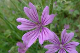 Image of high mallow