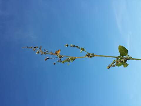 Plancia ëd Chenopodium opulifolium Schrader