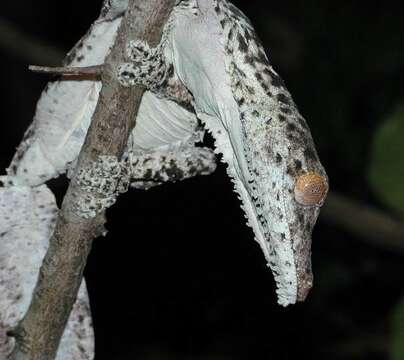 Uroplatus henkeli Böhme & Ibisch 1990 resmi