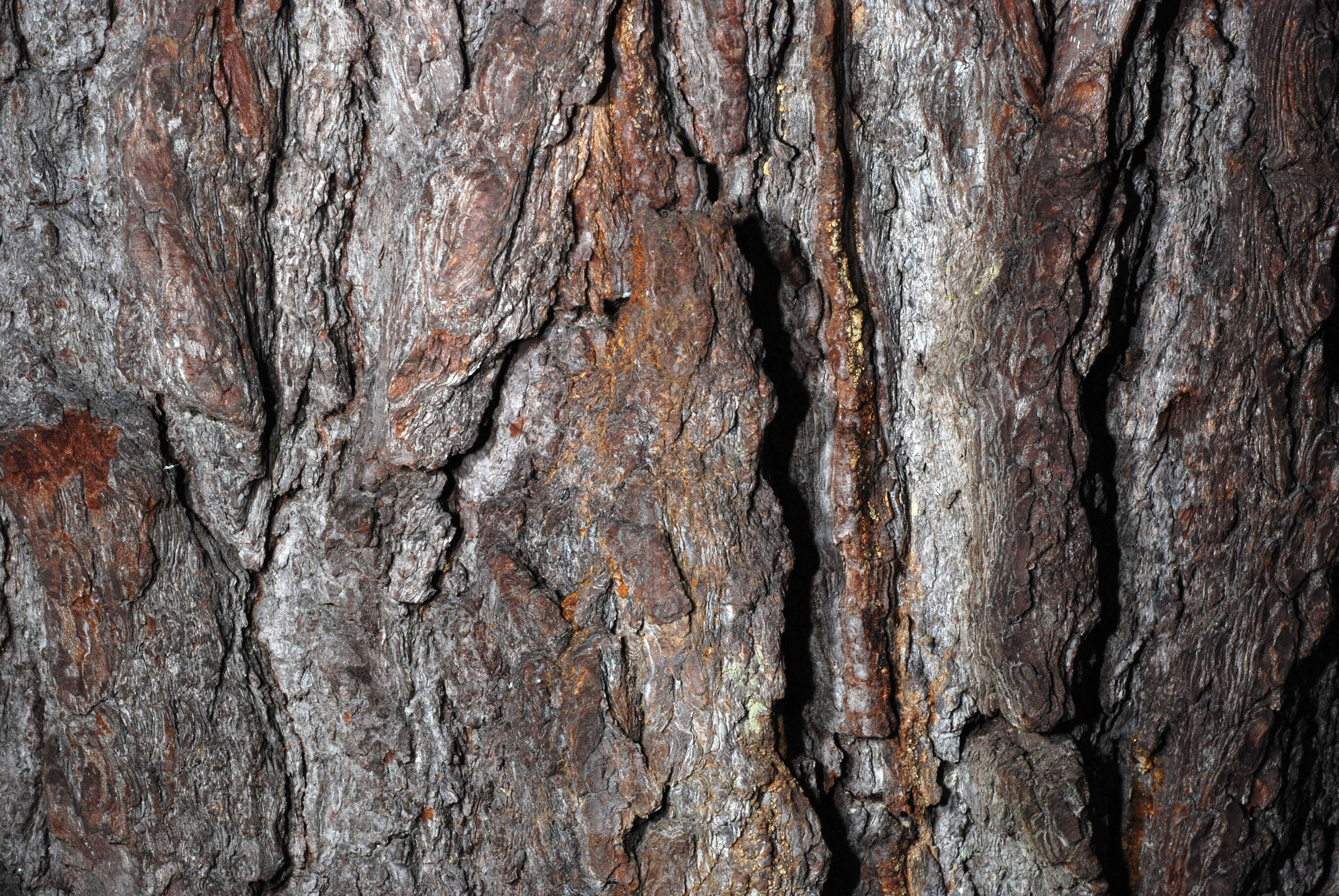 Image of Carolina Hemlock