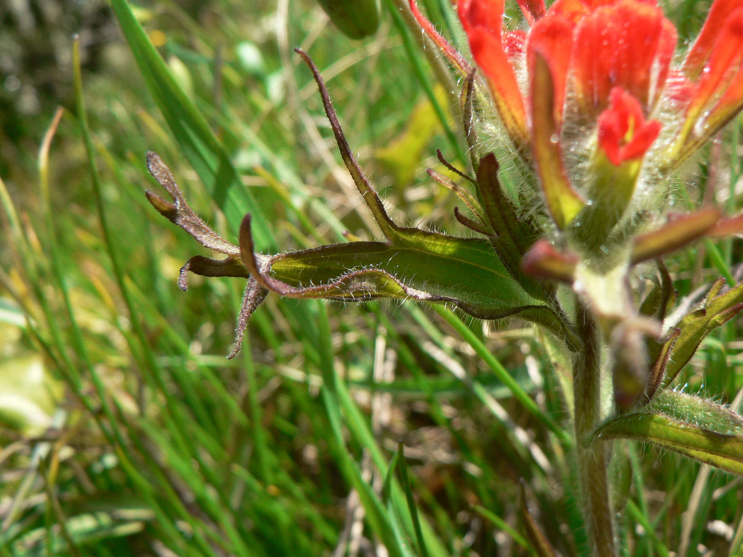 Image of harsh Indian paintbrush