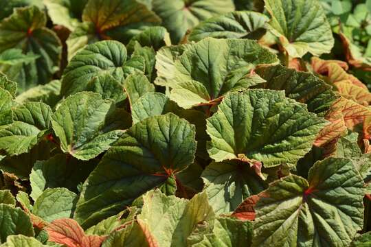 Image of hardy begonia