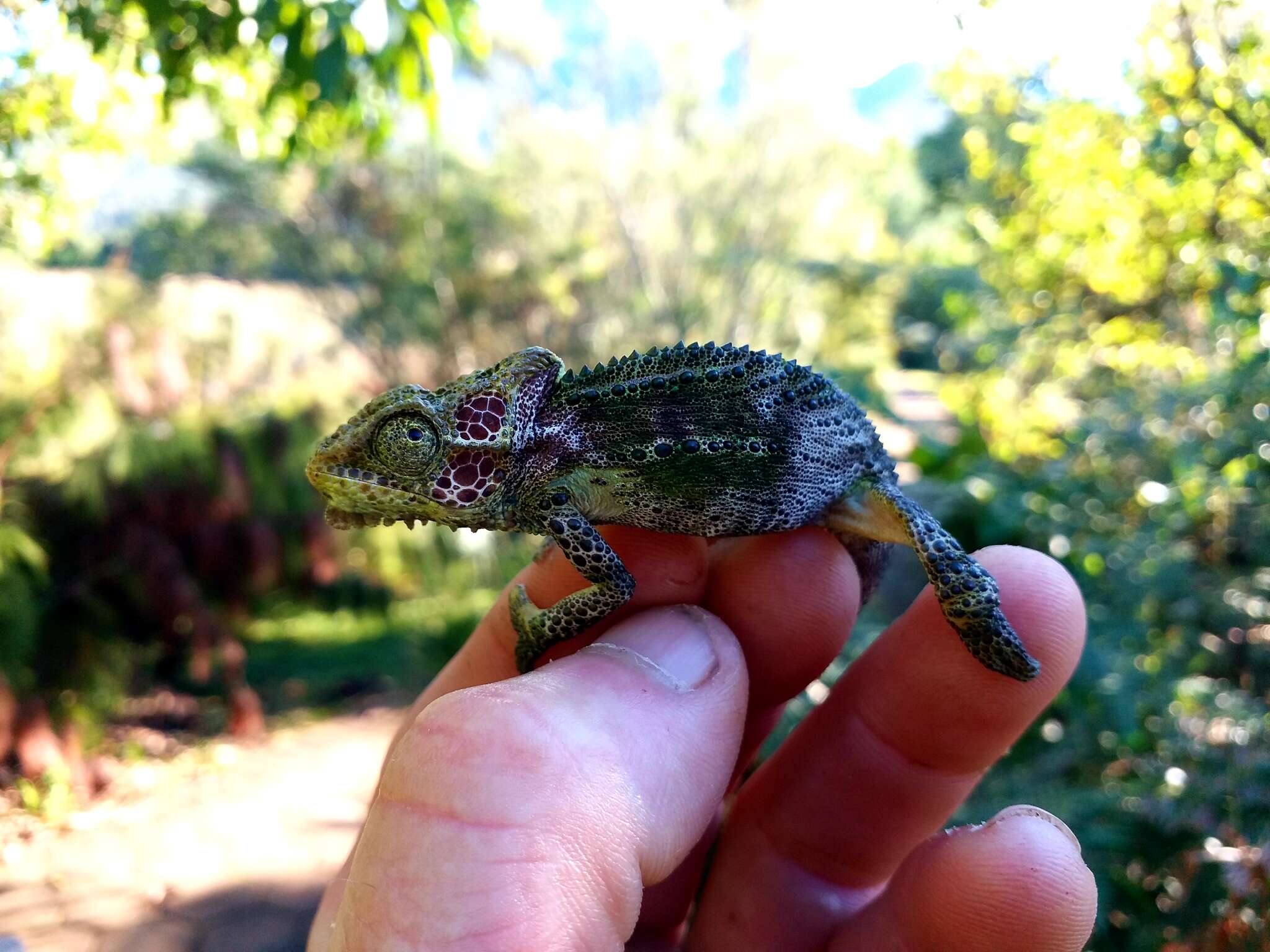 Image of Knysna dwarf chameleon