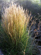 Image of thatching grass