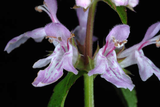 Слика од Stachys floridana Shuttlew. ex Benth.