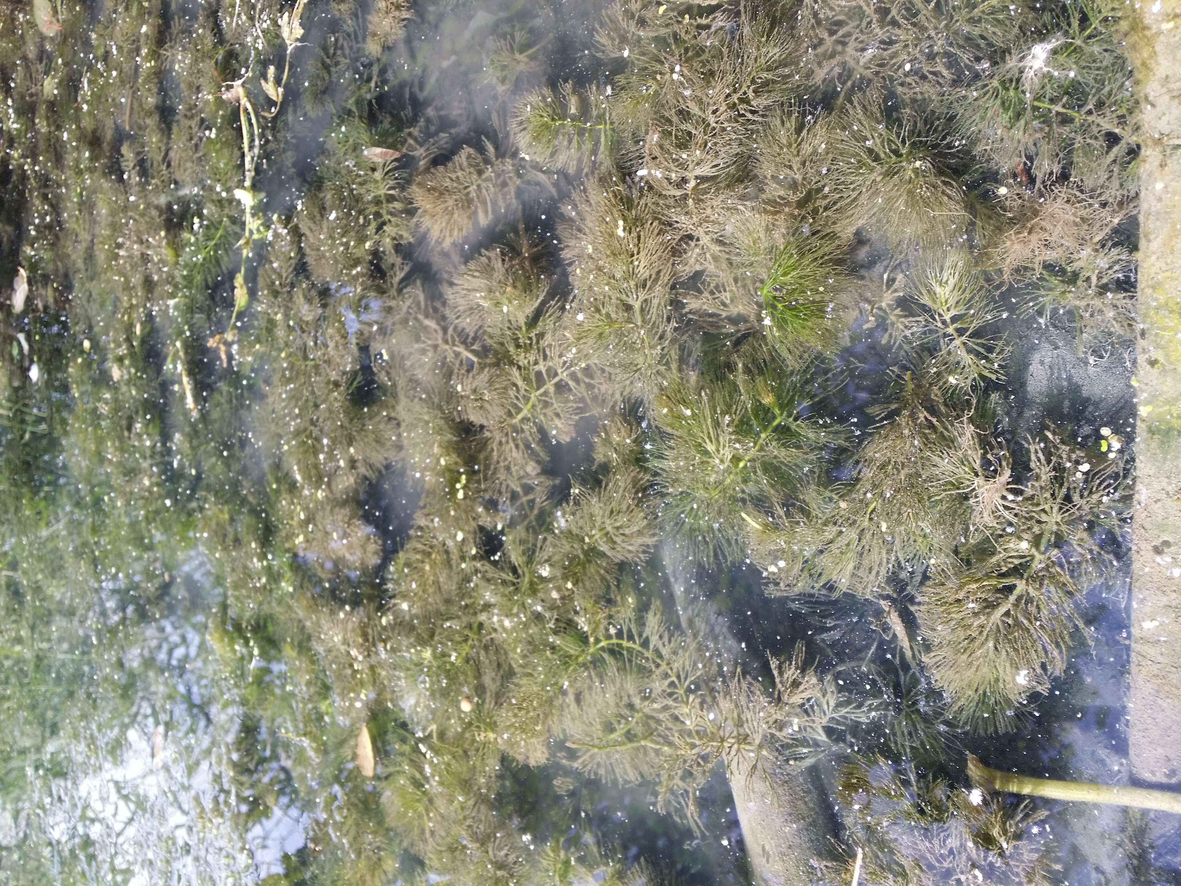 Image of Soft Hornwort