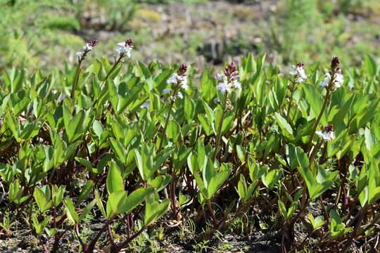 Image of bogbean