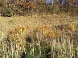 Слика од Miscanthus sacchariflorus (Maxim.) Benth. & Hook. fil. ex Franch.