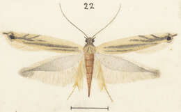 Image of Erechthias exospila (Meyrick 1901)