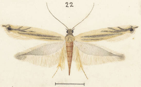 Image of Erechthias exospila (Meyrick 1901)