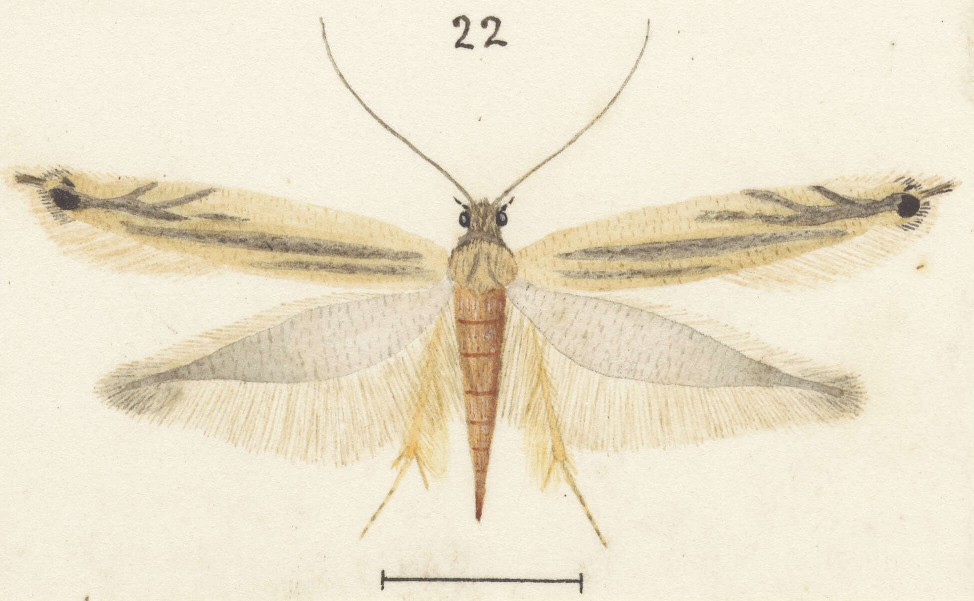 Image of Erechthias exospila (Meyrick 1901)