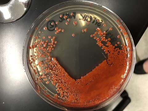 Image of Serratia