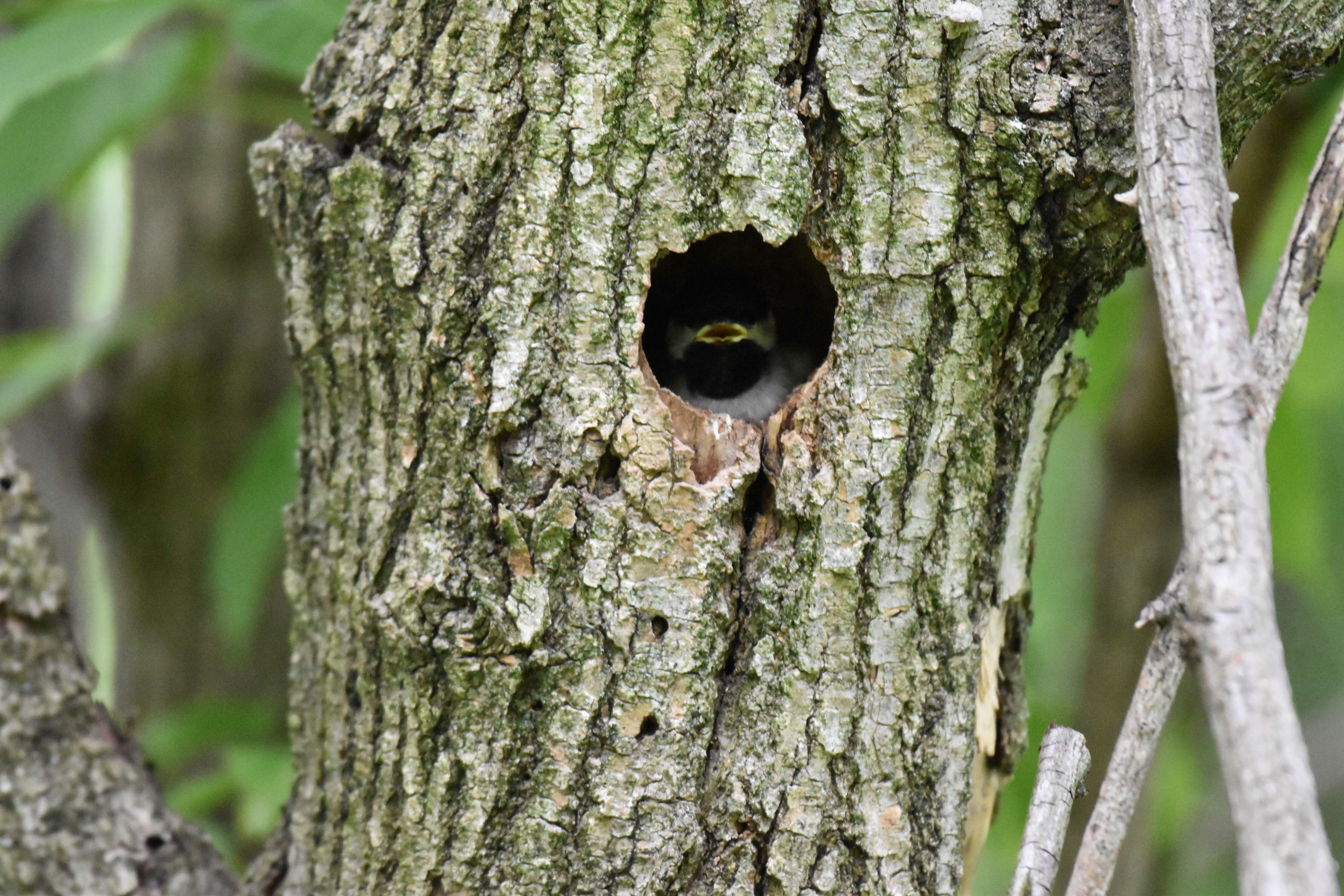 Image of Carolina Chickadee