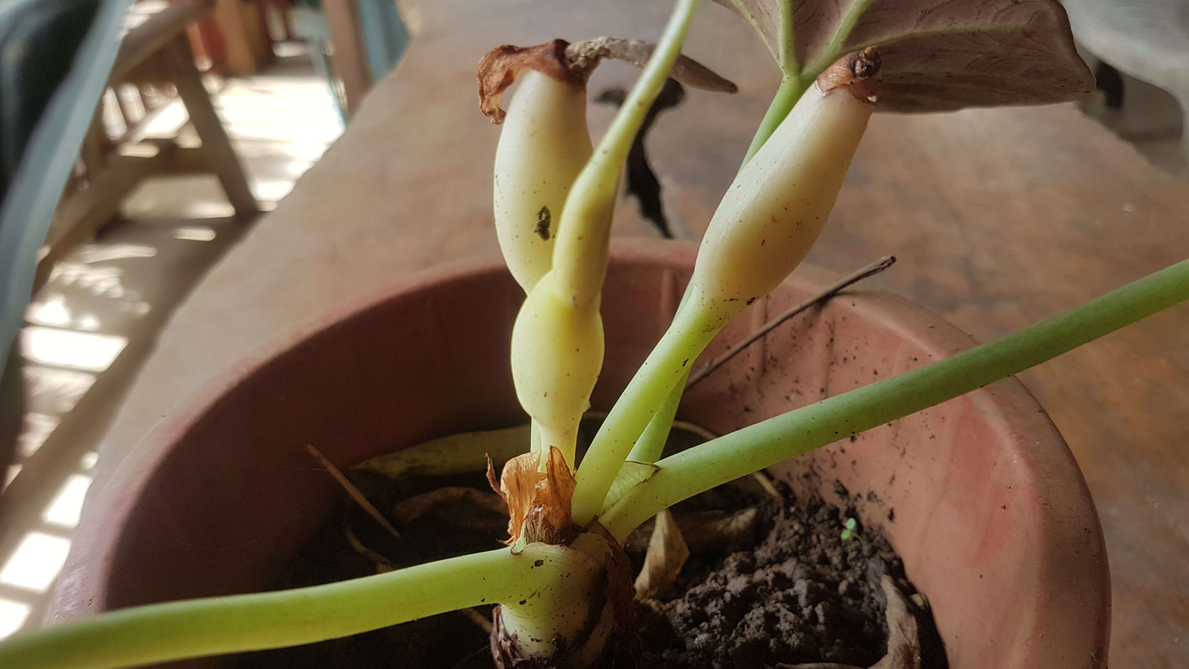 Image of Alocasia reginula A. Hay