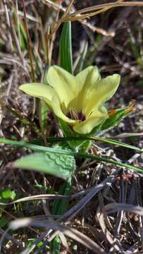 Image of Babiana pygmaea (Burm. fil.) Baker