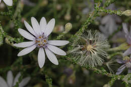 Image of Olearia ramosissima (DC.) Benth.
