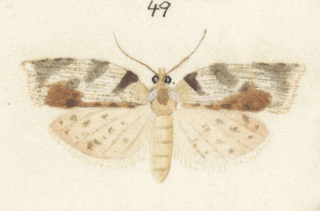 Image of brindled bell moth