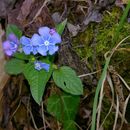 Image of <i>Omphalodes verna</i>