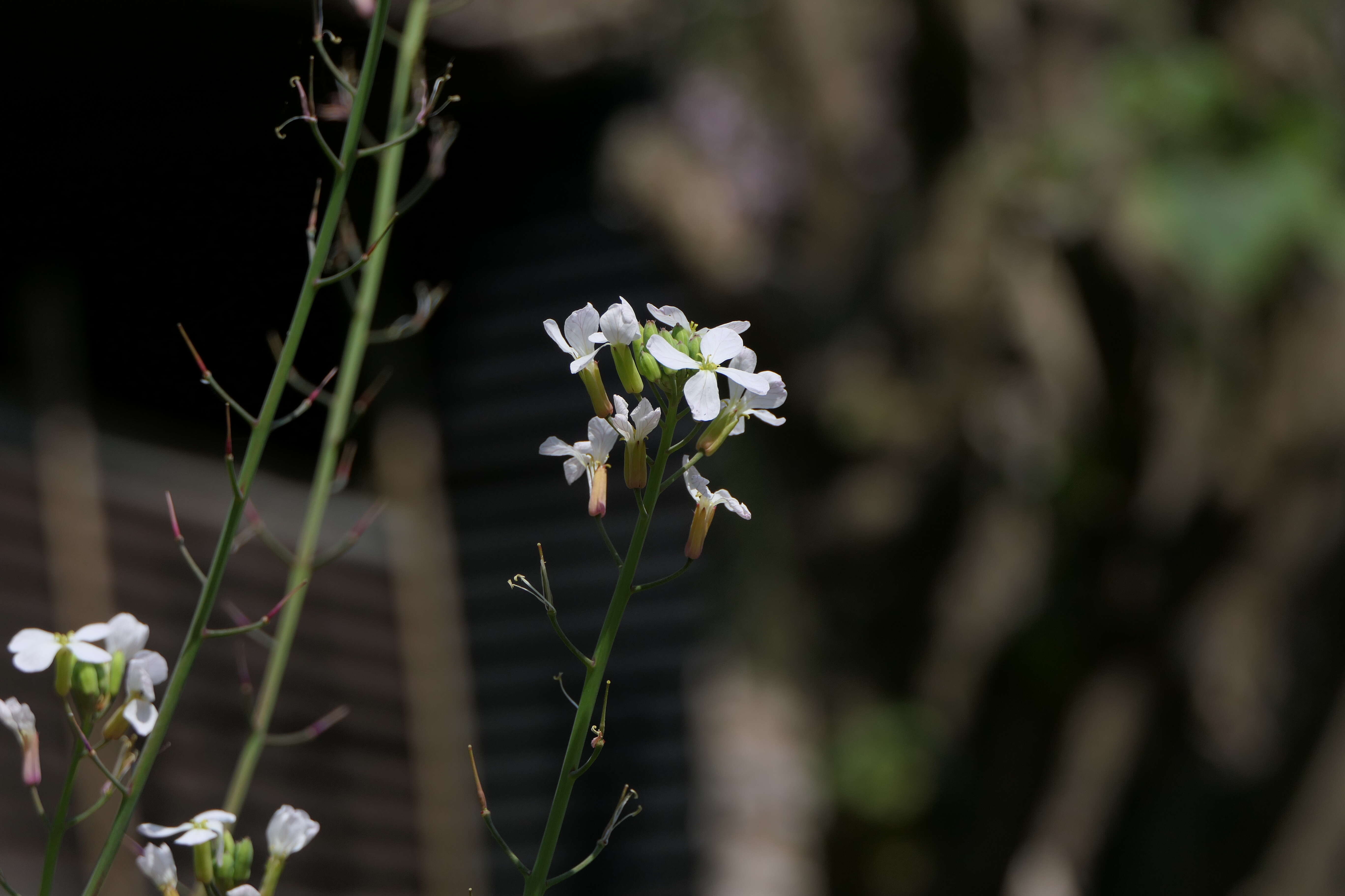 Image of Raphanus sativus var. sativus