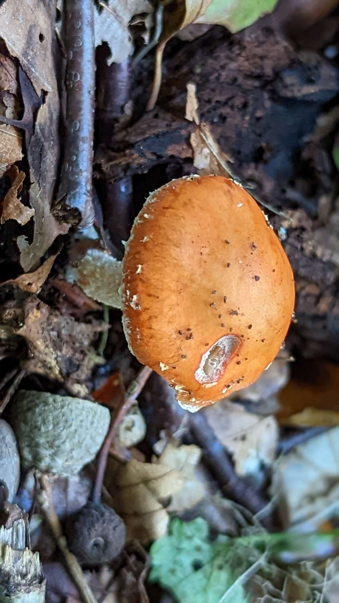 Image of Leratiomyces ceres (Cooke & Massee) Spooner & Bridge 2008