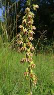 Imagem de Epipactis helleborine (L.) Crantz