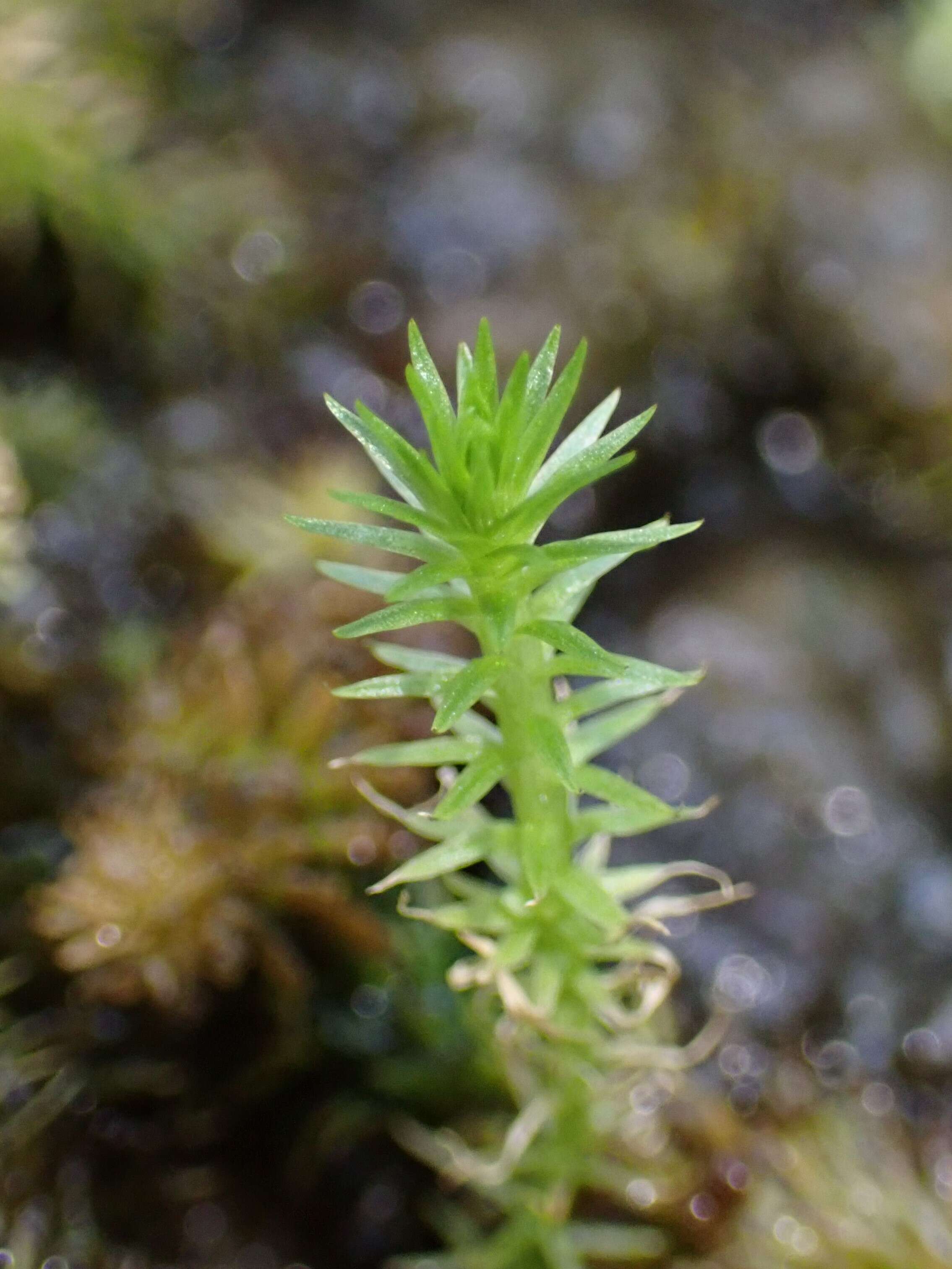 Image of bog-moss family