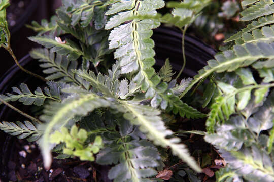 Image of simpler hollyfern