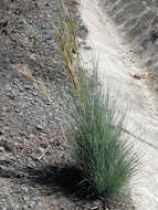 Image of thatching grass