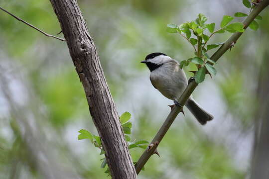 Image of Carolina Chickadee