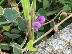 Image of Christia obcordata (Poir.) Bakh. fil.