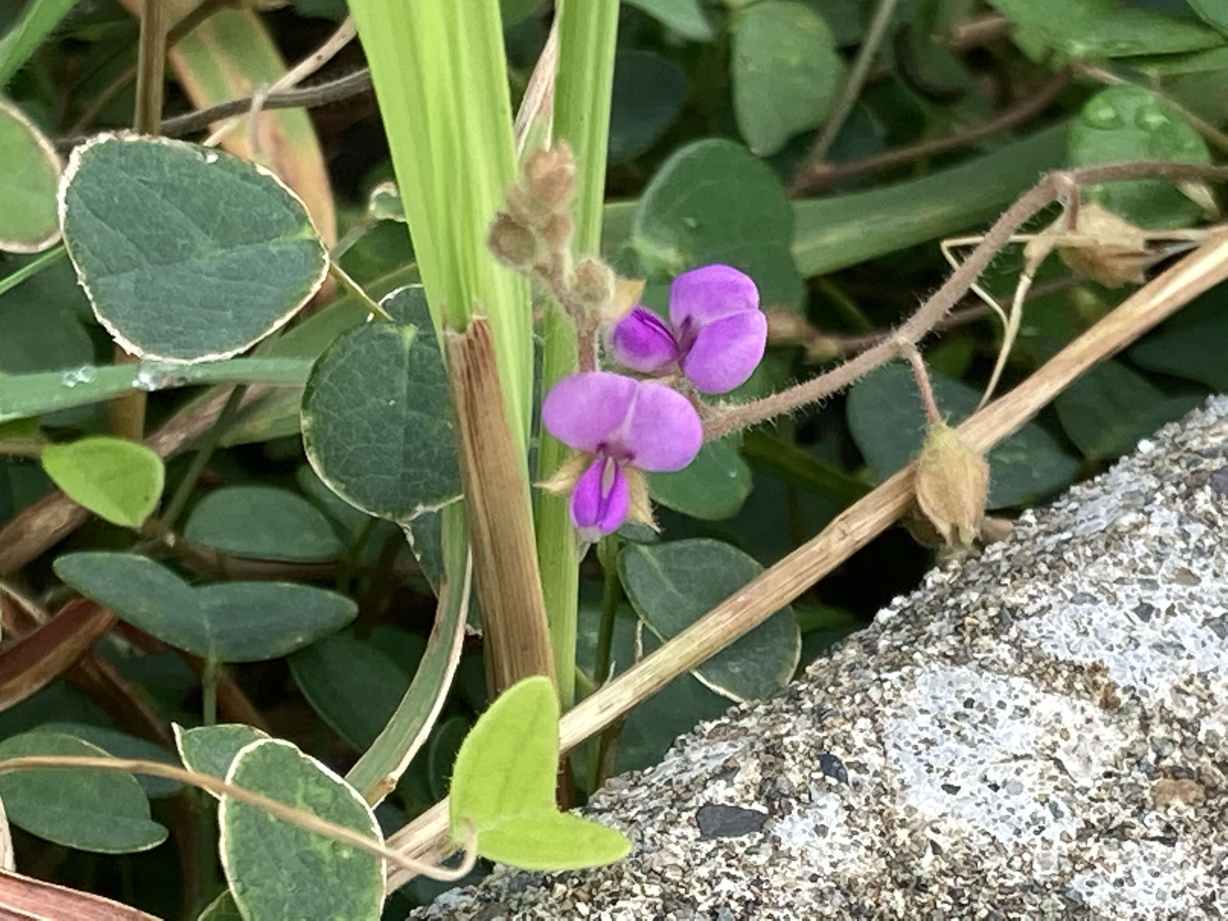 Image of Christia obcordata (Poir.) Bakh. fil.