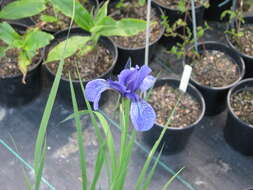 Image of Iris kemaonensis Wall. ex D. Don