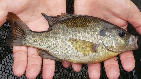 Image of Bluegill Sunfish