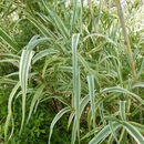 Image of <i>Arundo donax versicolor</i>