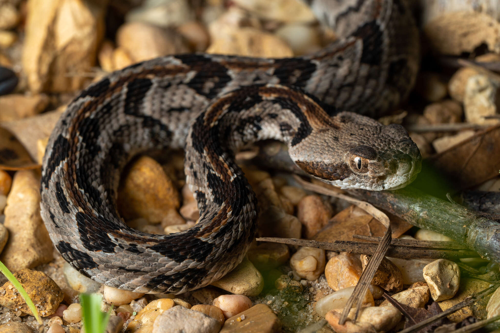 Image of Timber Rattlesnake