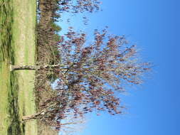 Image of Chinese honeylocust